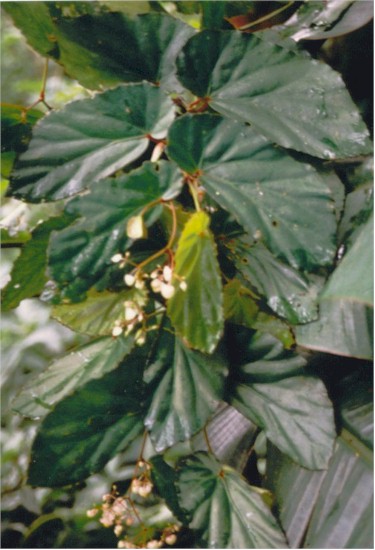 B. u425